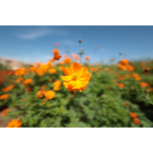 Canon 14mm f/1.4 L VCM RF Lens